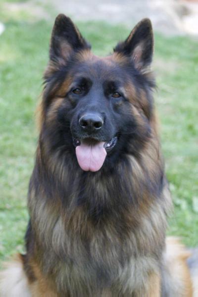 Dante's Peak von Black Forest CO