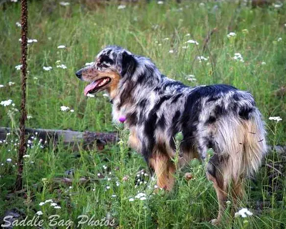 Cowgirl Callie Hanging Tree