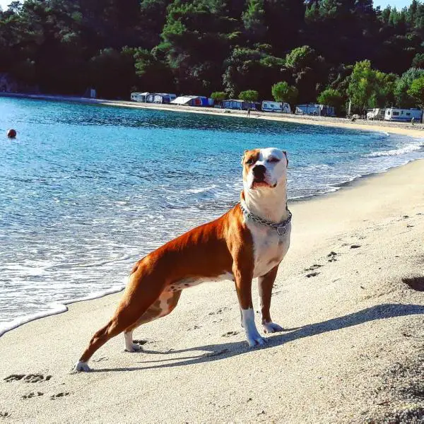 CH. VP. B.BOB. P.BOB. 2xJ.CAC. 2xJ.CACIB RUBY-EXS OF COLE ELEGANT