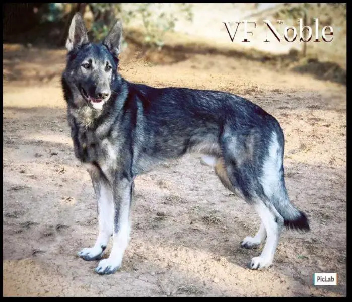 VF Noble