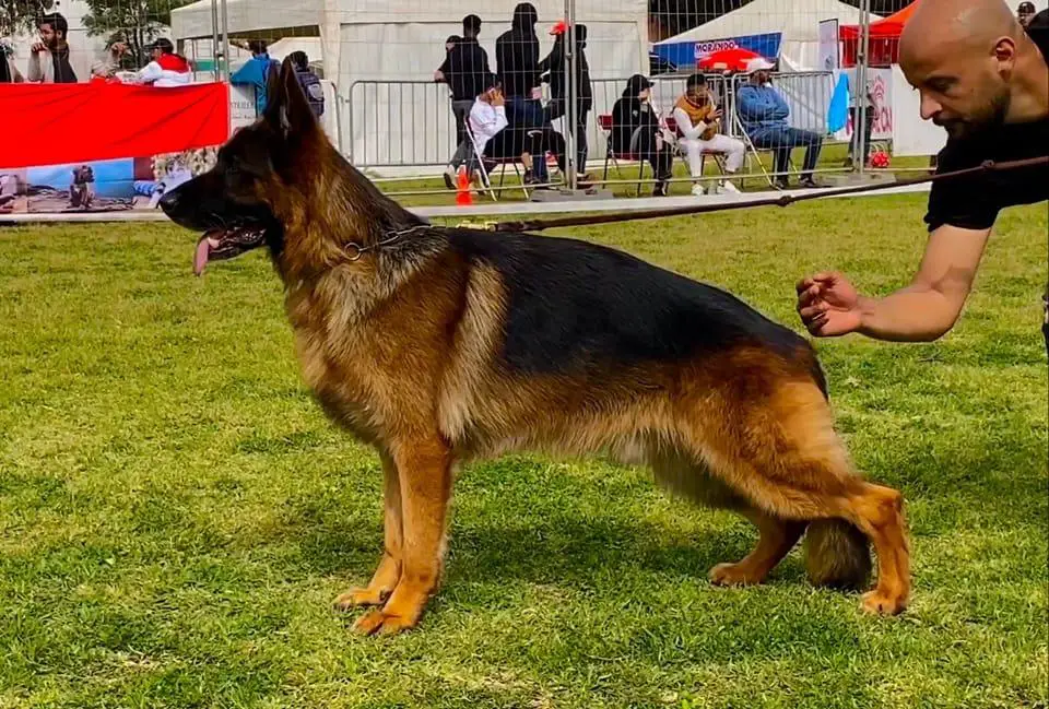 VA1 ( Morocco ) CAC CACIB Omen D'élevage Sabati