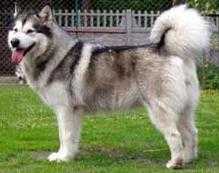 CH.PL Escapade Appalachian