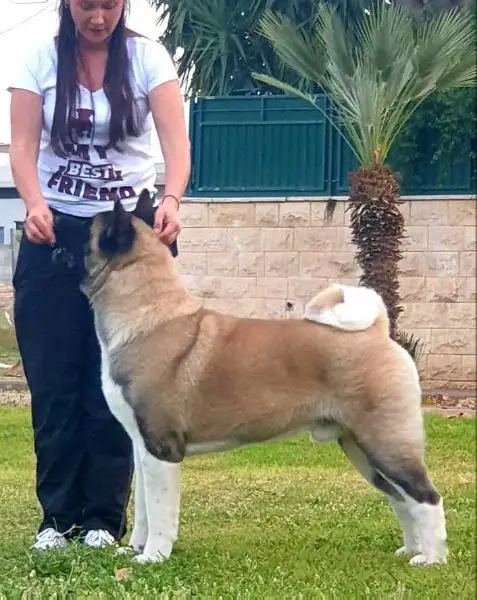 ISR CH, ISR JCH Ankor Style Dexterous Player