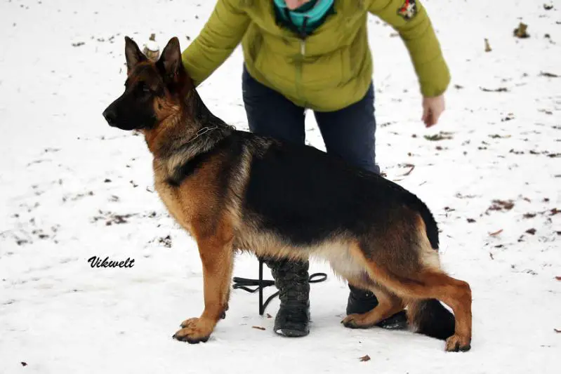 Serebryanaya Luna ZHARA