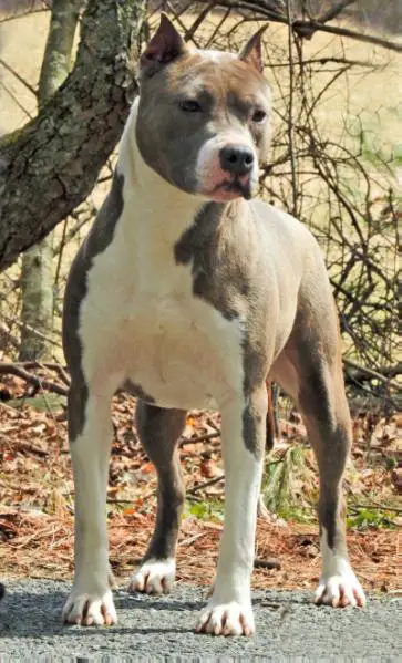 SkyBlue Katet Hazy Shade Of Winter