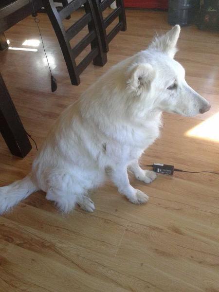 Dolly de White Friend