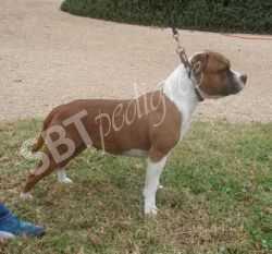 Hot Staffs Nora Staffgold