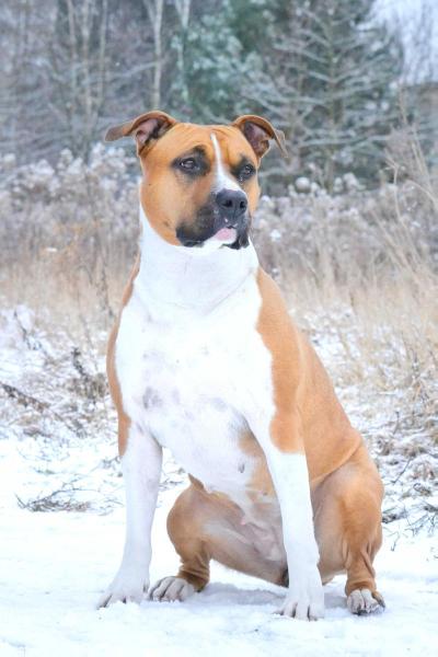 NEMEZIS Blossoming Rose