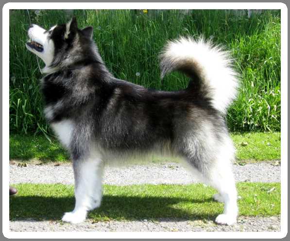 WLD WPD WWPD WTD WPDA WTDA WPDX Mountain Home´s Lead Dog at Packice