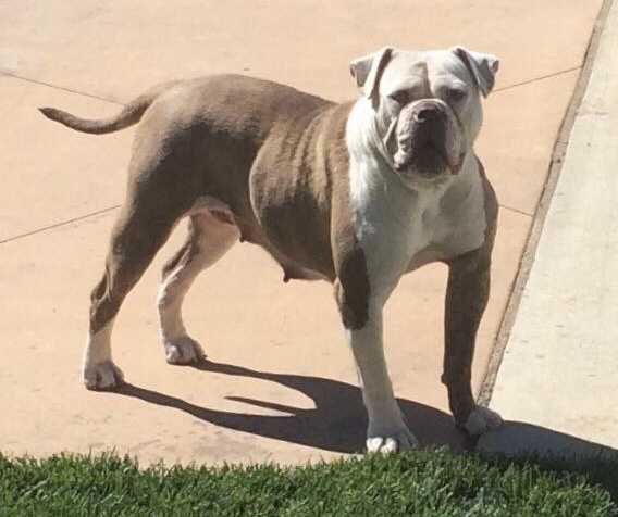 RLL’s Molly of Walkers