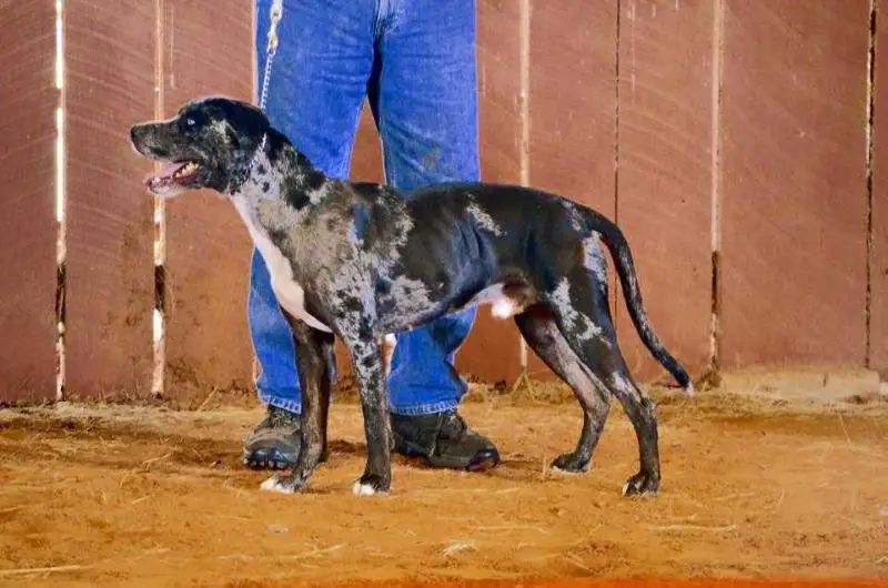 ShCh Topisaw’s Gator Bait