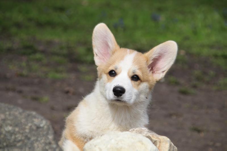 BEATRICE MAGIC PEMBROKE