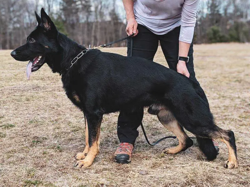 SG Otto von der Olgameister