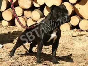 CH PL, JCh Pl Human Dogs Lennox Lewis