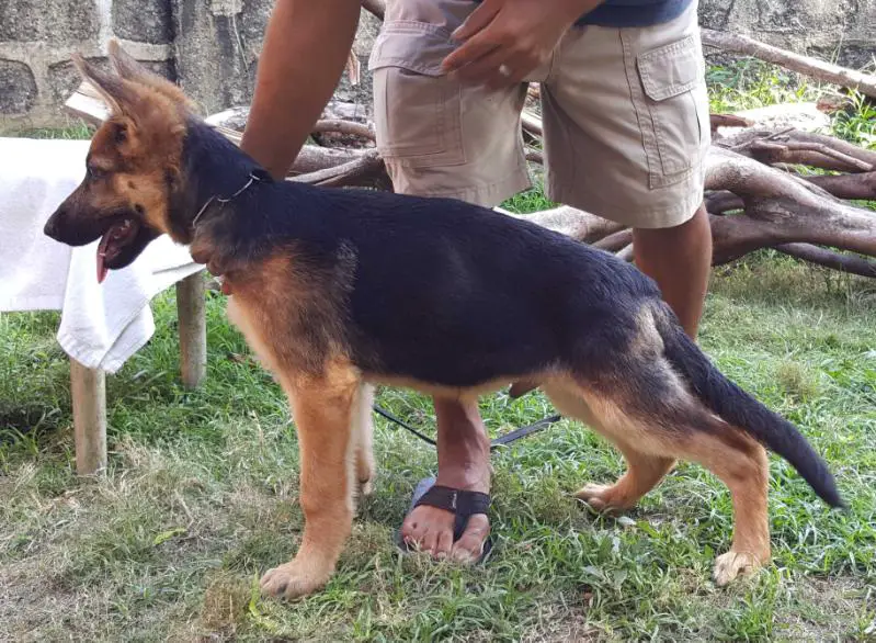 Gyro Gunther of Queen City