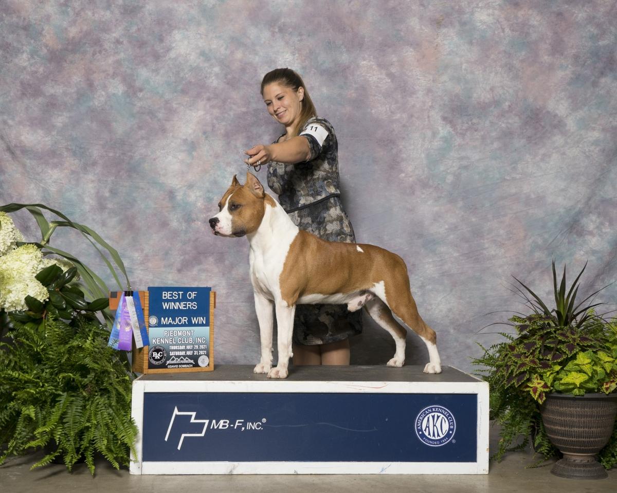 J.CH ITALY Mult.Ch. Ch. INTERNAZIONALE Ch. Usa RIGHT STAF BRAD