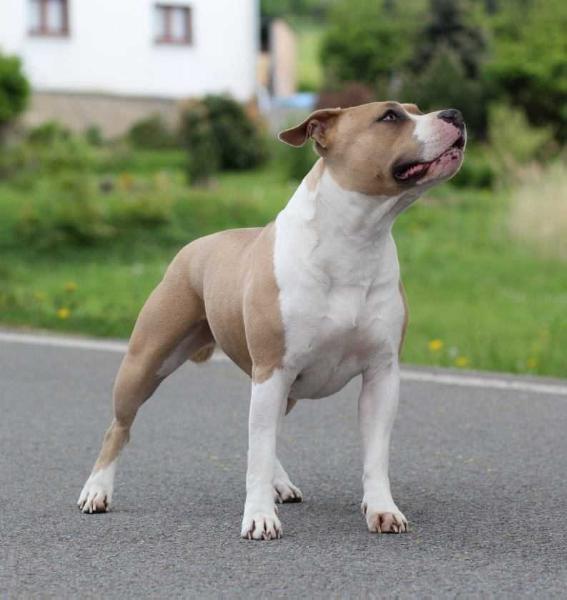 Carolline Pure Soul Ademar Juris