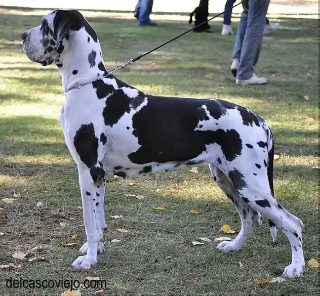 Esdras Del Casco Viejo