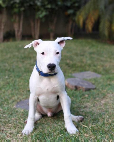 Red Diamond Zipper on Ride