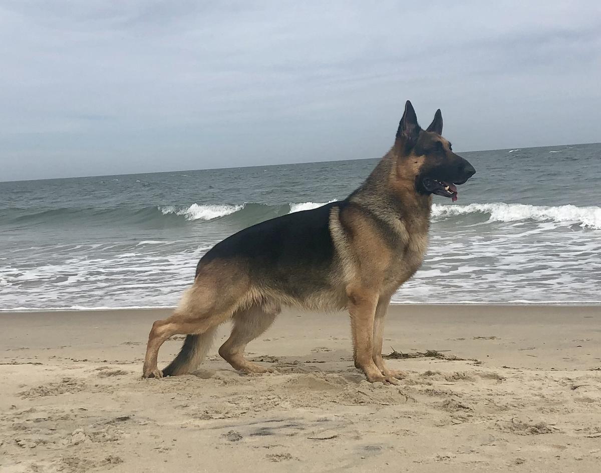 PAM-P HV GCH TC (CH, HC, MACH) MACH3 Caisson’s Expensive Gamble v Kezziah