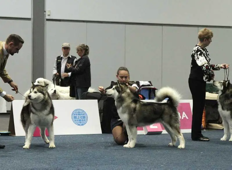 Multi Champion XIOLA I'M HERE PRINCESS VASILYEV OSTROV