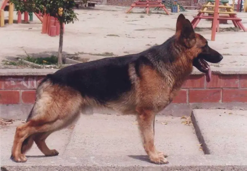 ESKO VON ALT-CHICUREO