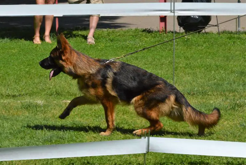 V(BSZS) Banjo vom Leithawald