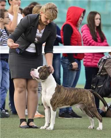 JCH RUS, CH RUS,  CH RKF Anzheda's Pride Bugatti Veyron