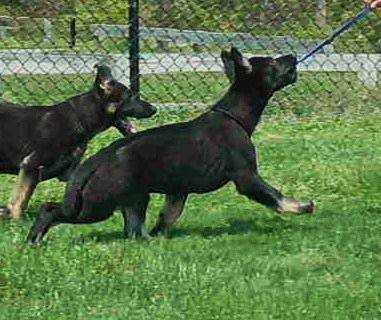 Witmer's Dirty Litte Secret Sanbob