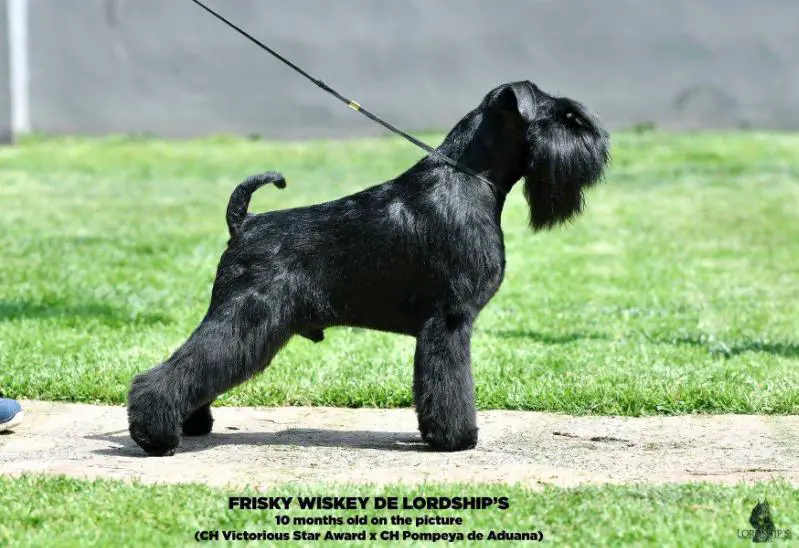 BUNDESSIEGER 2018 FRISKY WISKEY DE LORDSHIP'S