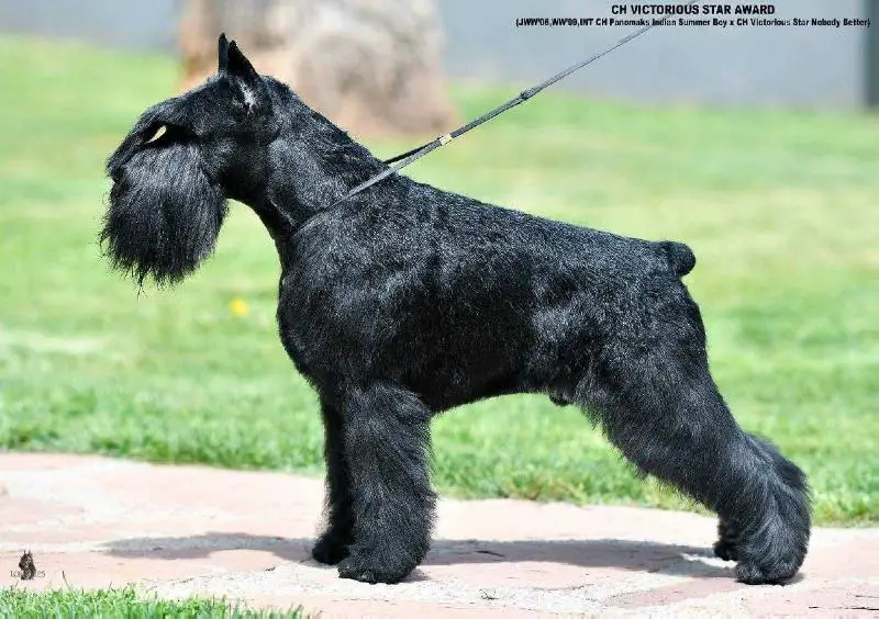 J UKR CH VICTORIOUS STAR AWARD