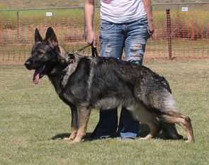 V Grif Vanto vom Szymczyk