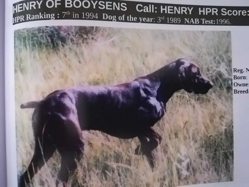 HENRY OF BOOYSENS