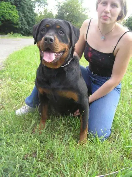 Rotti's Allyans Sandy