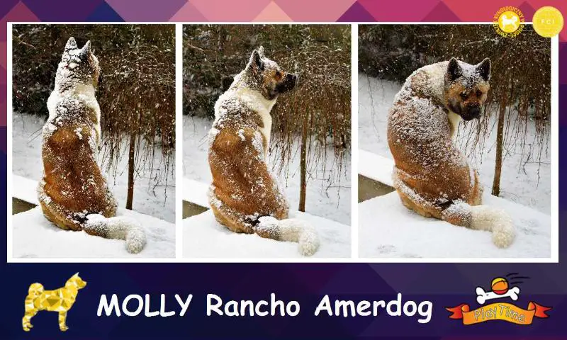 Molly Rancho Amerdog