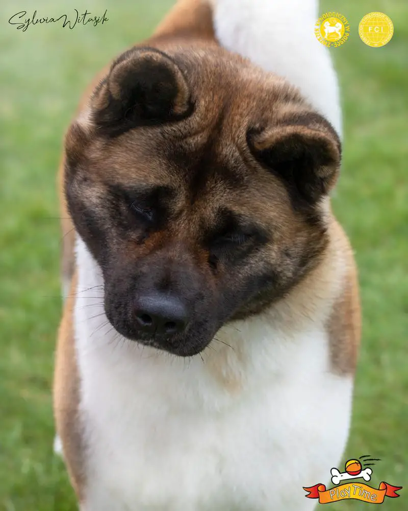 PL CH, PL JCH PlayTime Beata