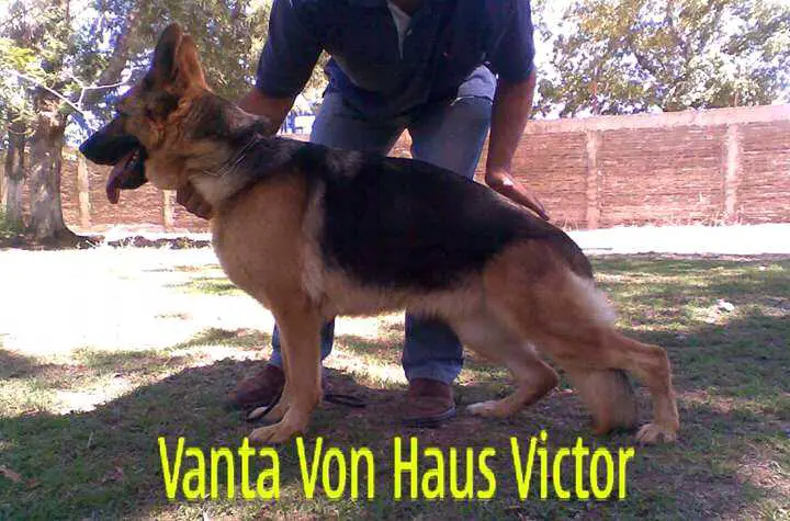 Vanta Von Haus Victor