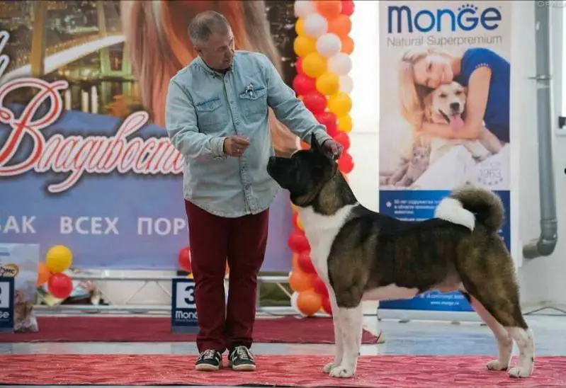 RUS CH, RUS JCH Legi Artis Shekspaer In Love