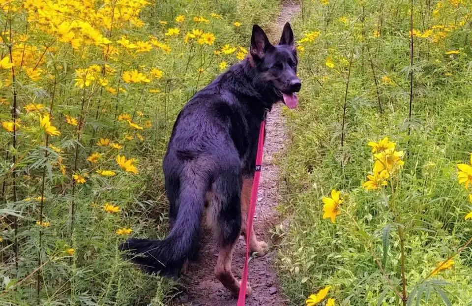 Orsa vom Haus Morrisson