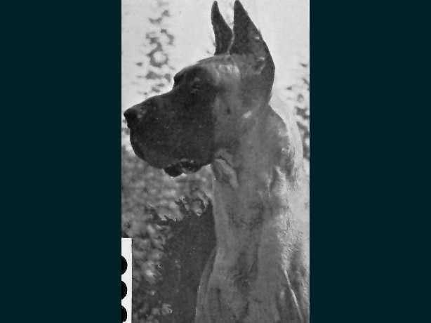 Duralex Yellow Aga Khan