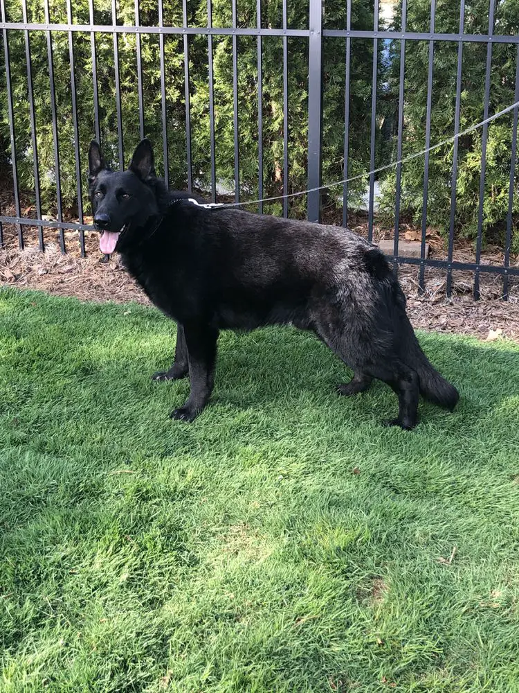 Homer Kojo Von Wiese