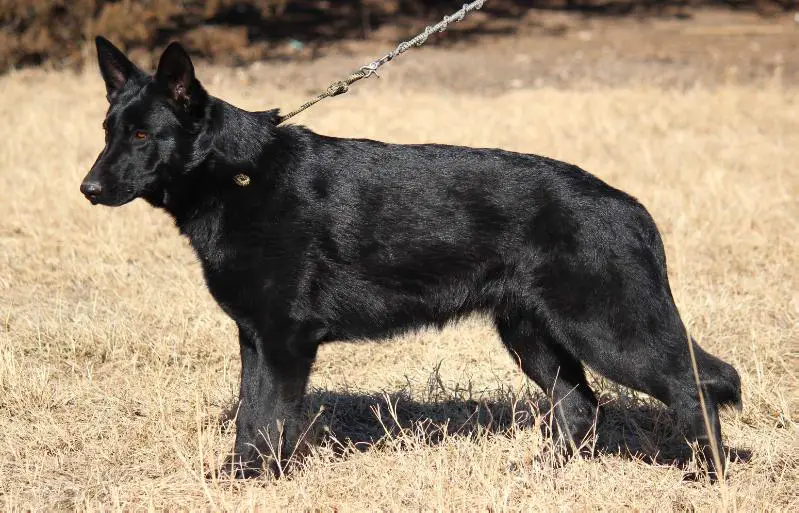 Nevada Rain Von Der Weizenfelder