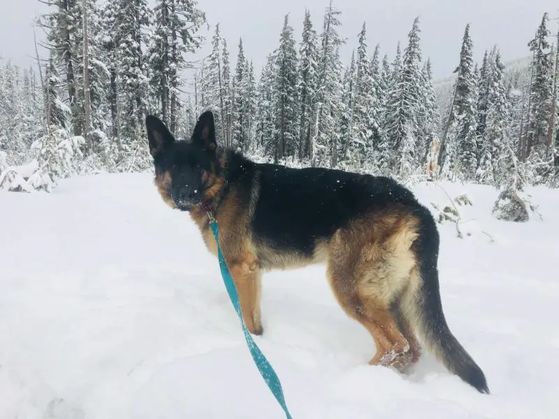 XENA VON DER HAUS STEENS BERG