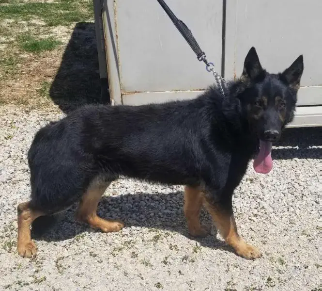 Loki Von Helsink Schutzhund