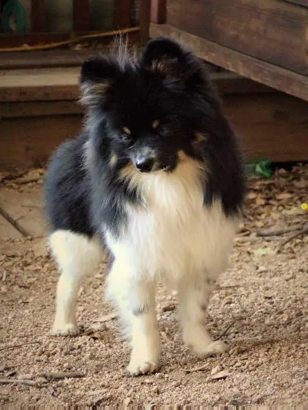 Lucky's Devil Wears Prada