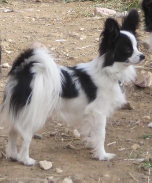 Wind Dancer Stargazer Lily