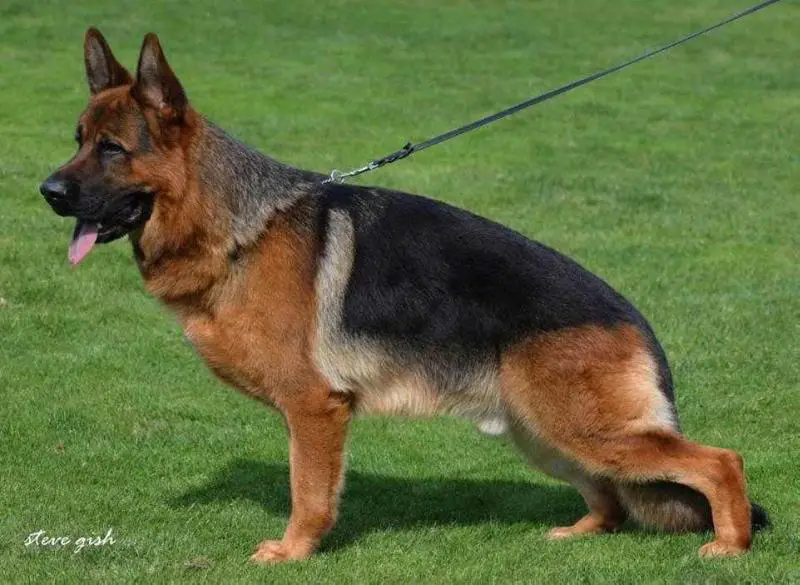 VA  V5(BSZS) Don di Casa Caputi