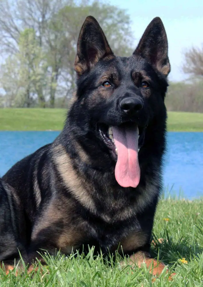 Cuffs vom Feuerlands