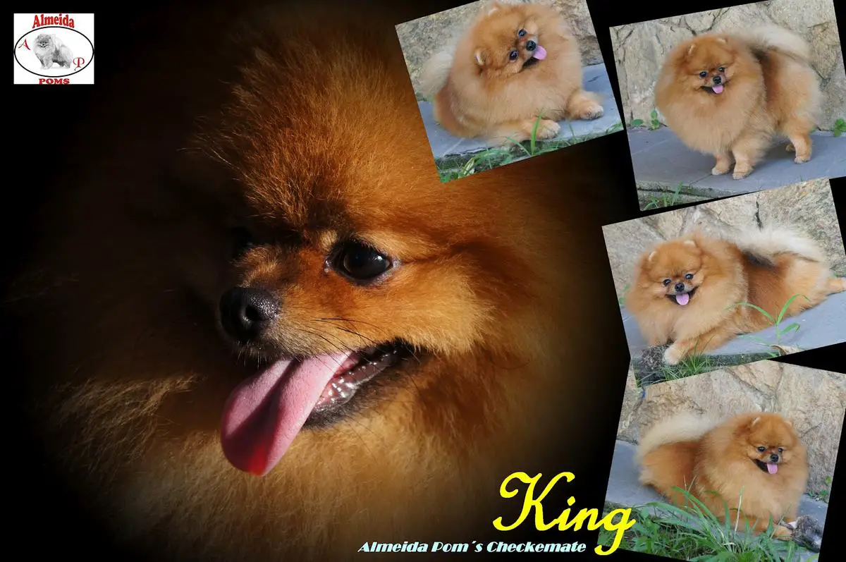 ALMEIDA POM'S CHECKMATE