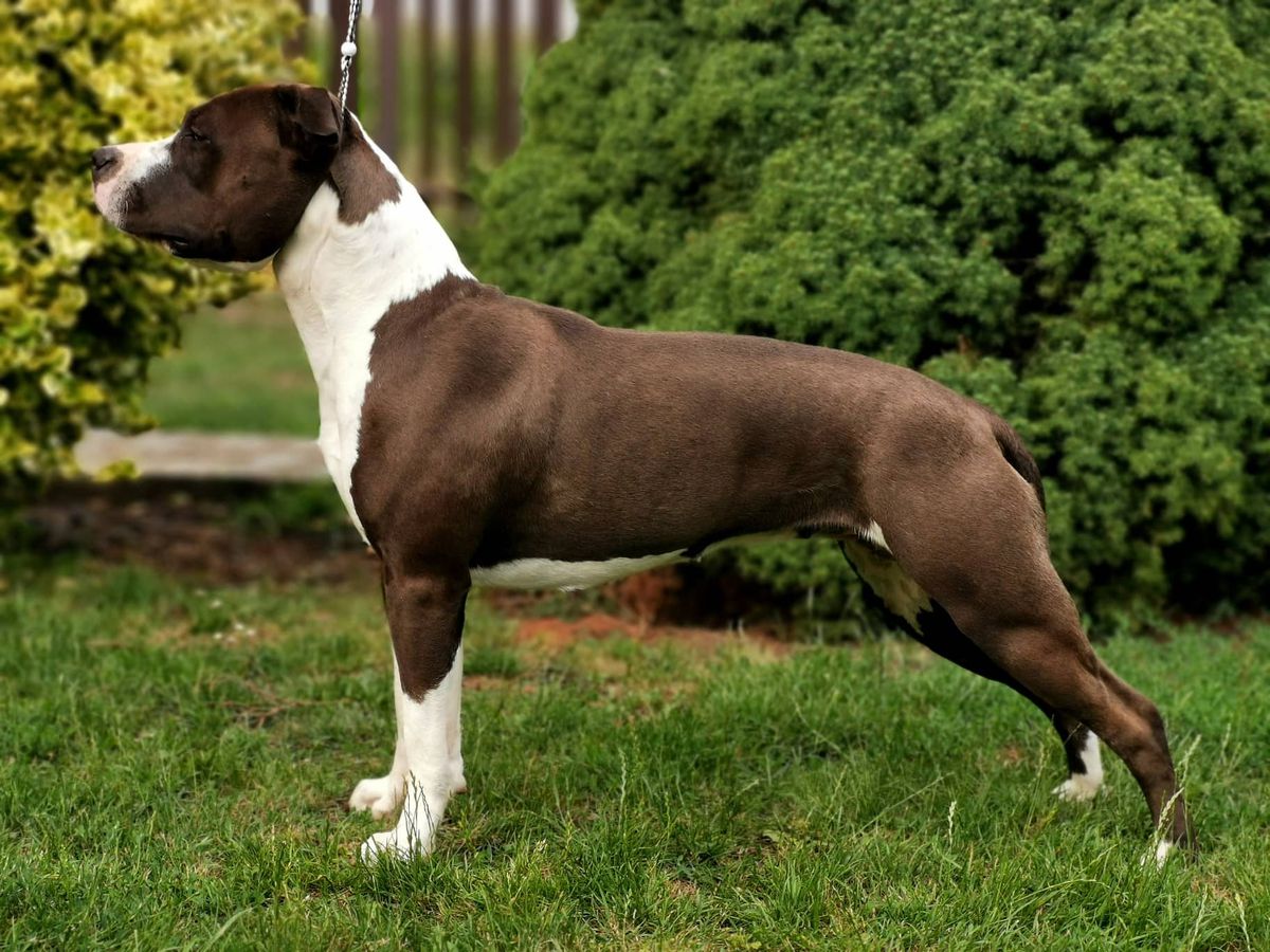 Black Maya Crazy Smile